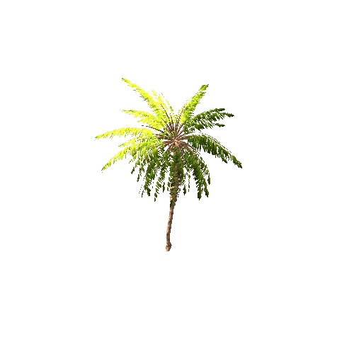 Gen02_05DatePalm01e