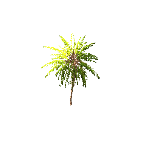 Gen02_05DatePalm01f