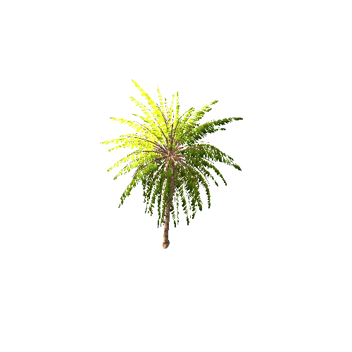 Gen02_05DatePalm01j