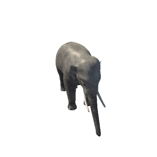 AsianElephant.Male1