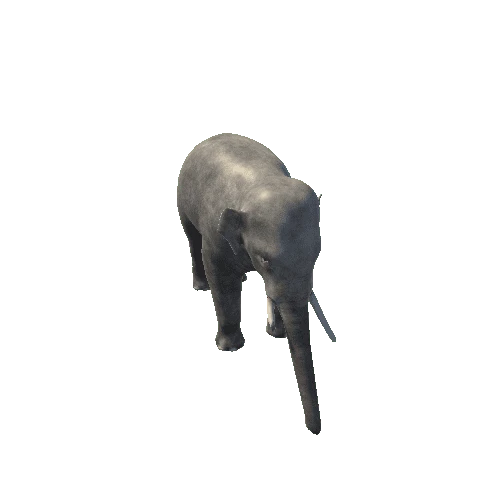 AsianElephant.Male2