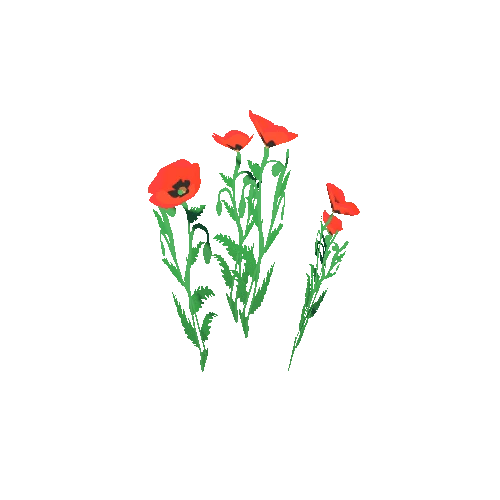 PT_Poppy_02