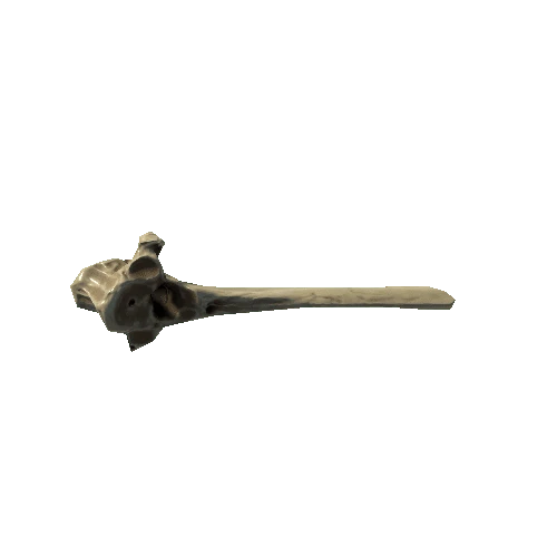 Buffalo_Spine_Bone_14