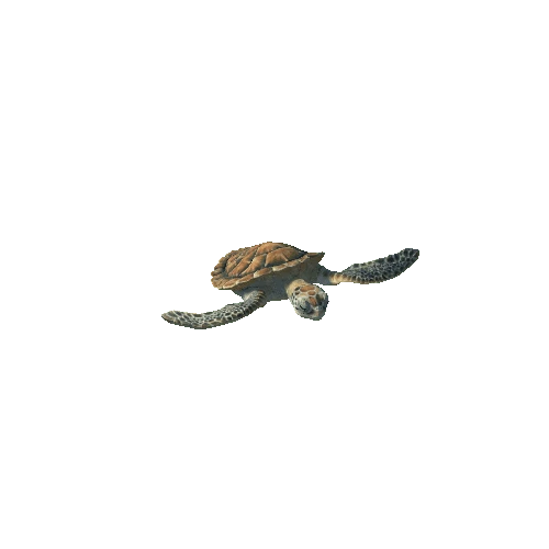 green_sea_turtle