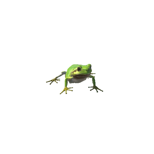japanese-tree-frog