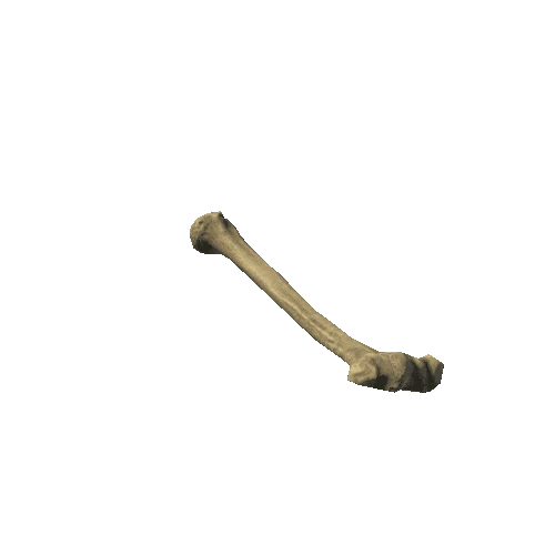 Bone_01