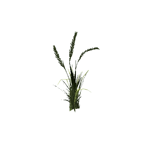 SM_Veg_Plant_GrassTall_01