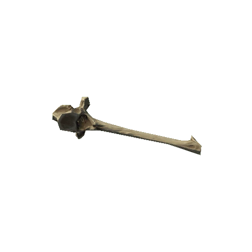 Buffalo_Spine_Bone_09