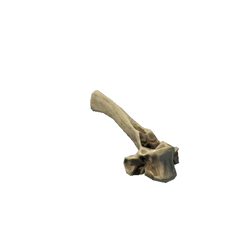 Buffalo_Spine_Bone_16