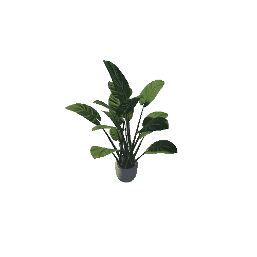 SM_Plant_L