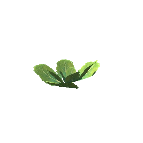 plant_cabbage_S2