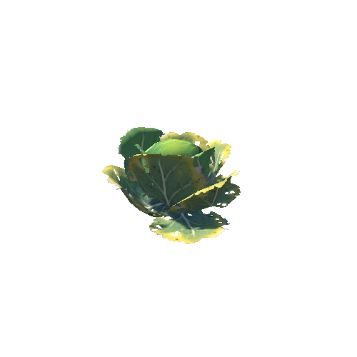 plant_cabbage_S4