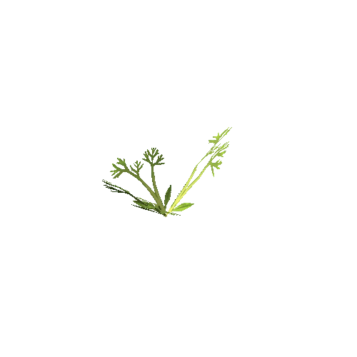 plant_carrot_S1