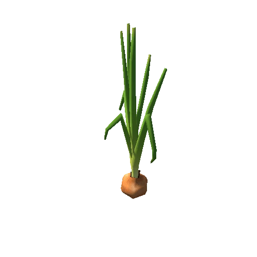 plant_onion_S3