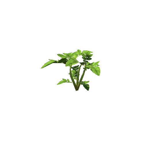 plant_potato_S2