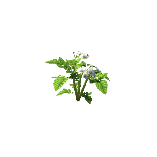 plant_potato_S3