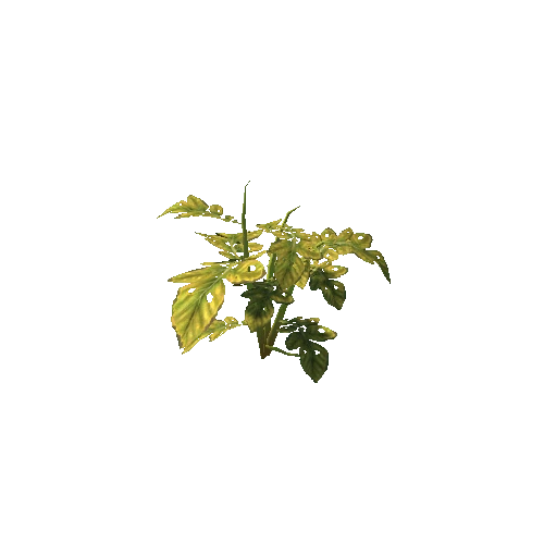 plant_potato_S4