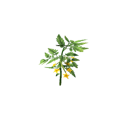 plant_tomato_S2