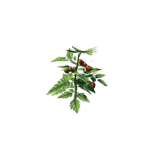 plant_tomato_S3