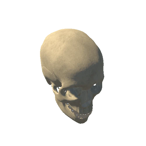 Skull