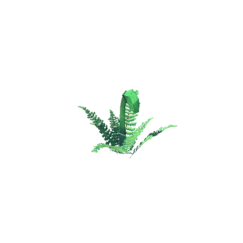 Fern_1_1