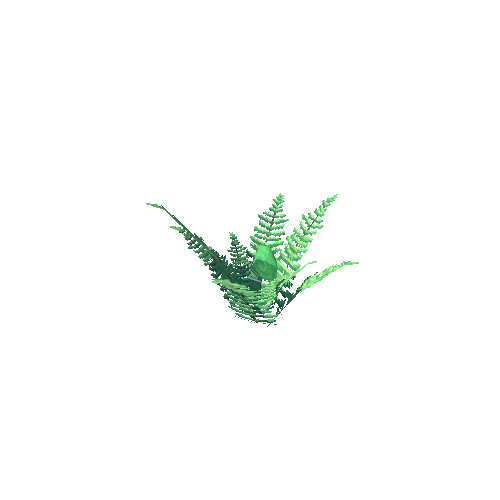 Fern_3_0