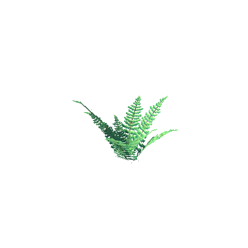 Fern_Grass_1