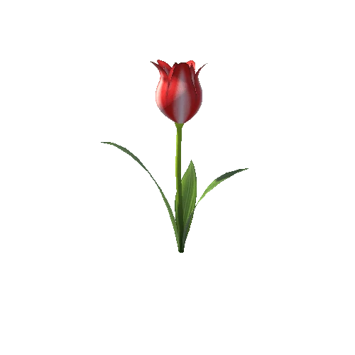 Tulip