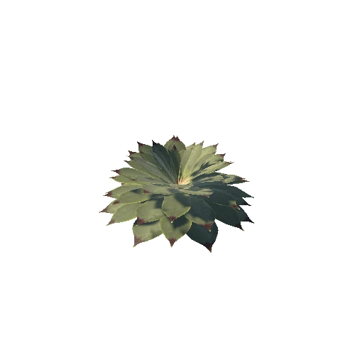 Succulent_houseleek_var1