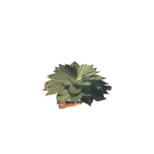 Succulent_houseleek_var2