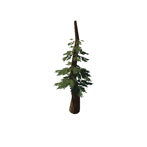 Pine03