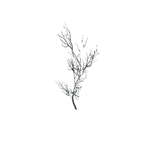 P_Birch_Sapling_2