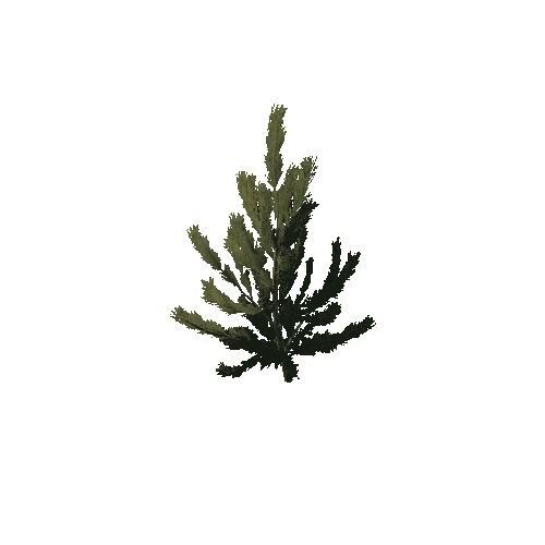 P_Pine_Sapling_1