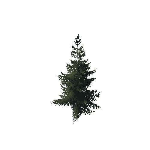 P_Spruce_Small_1