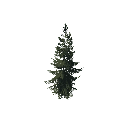 P_Spruce_Small_3