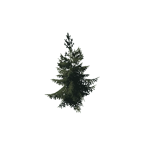 P_Spruce_Small_4
