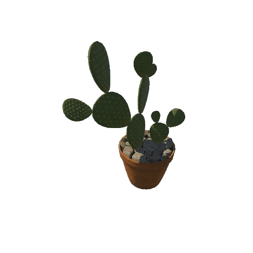 SM_cactus_01