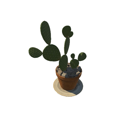 SM_cactus_03