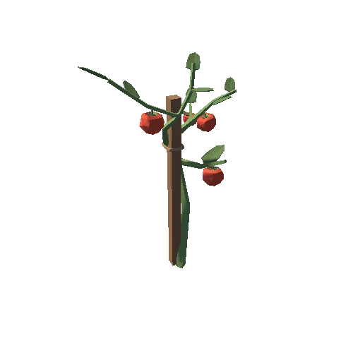 TomatoPlant_02