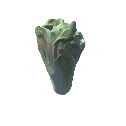 Cabbage02