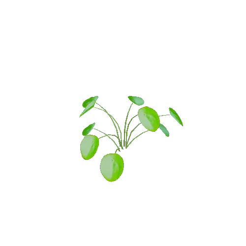 plant6
