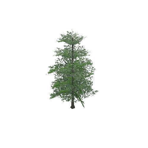 tree6