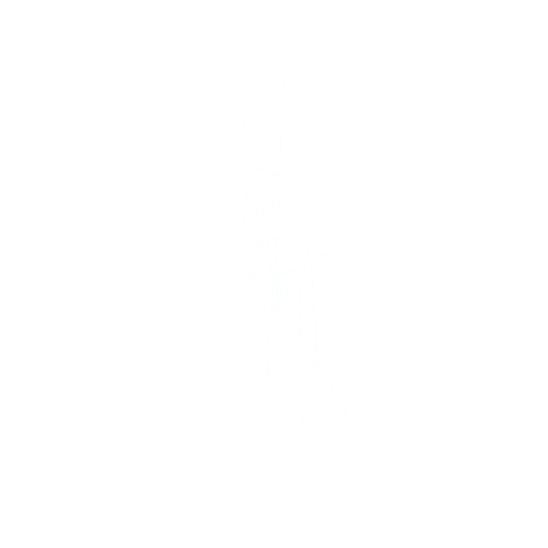 spiderweb_base