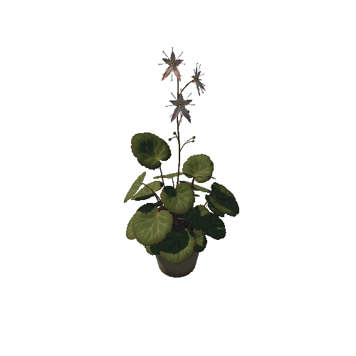 SM_pot_plant_01