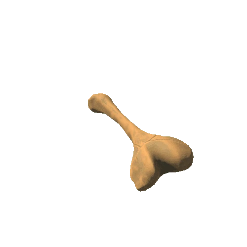 Small_Bone_6