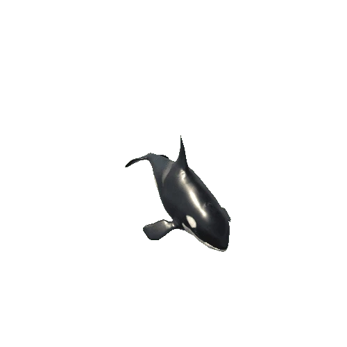 Killer_whale_Mesh_M