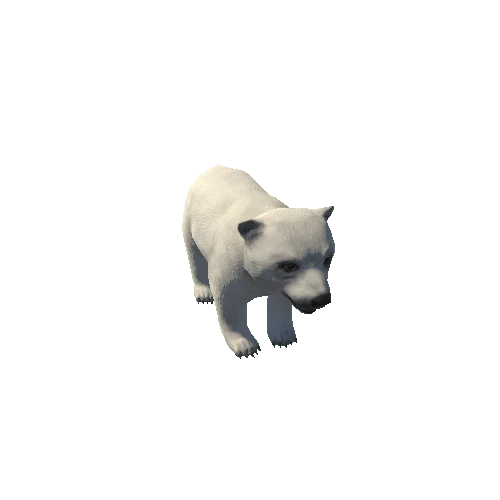 Polar_Bear_Cub_M