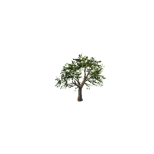 Tree_a