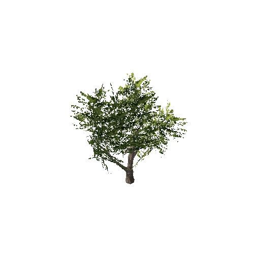 Tree_c