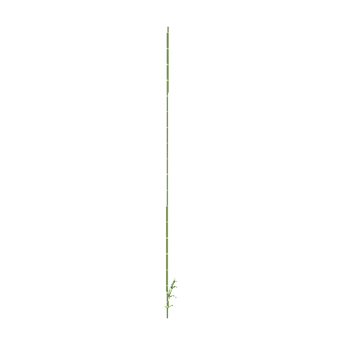 TreeBambooTall02